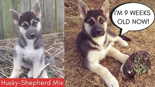 Cute Gerberian Shepsky Puppy Named Maple Eating a Treat Outside On a Windy Day (9 weeks)