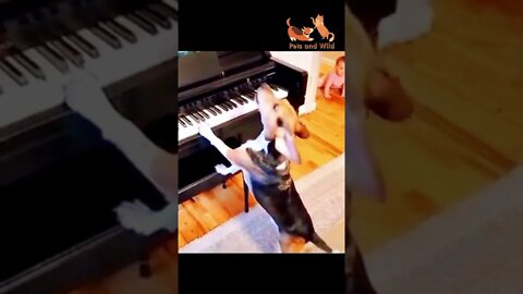 singer dog singing a song very funny moments of dogs #dogsfunny #singerdogs #funnydogs #Petsandwild