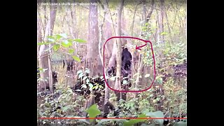 AMAZING BIGFOOT SIGHTING CAUGHT ON VIDEO IN MS!*SCIENCE ALREADY ACKNOWLEDGED THE REALITY OF BIGFOOT?