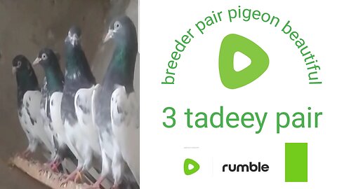 Sath waly tadeey pigeon beautiful