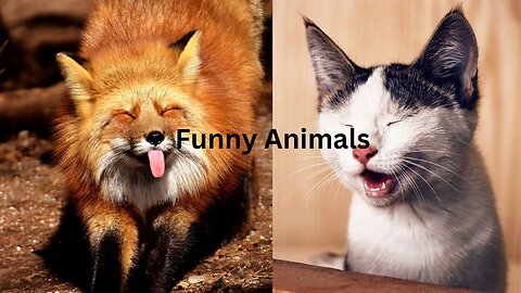 Funny Animals Fails stunt
