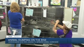Pet dumping is becoming more frequent as animal shelters remain at max capacity