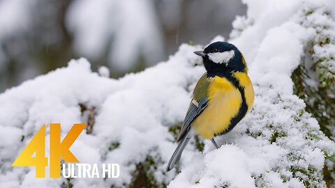 The Soothing Songs of Birds in Winter - 4K Nature Relax Video - Short Preview