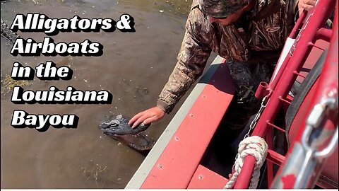 Alligators & Airboats in the Louisiana Bayou