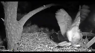 Mom Delivers a Rat Snack-Cam One 🦉 3/21/22 02:29