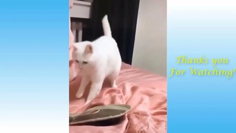 Funny Dancing Cat