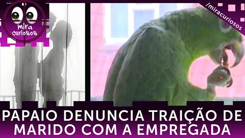 Papagaio denuncia caso de marido com doméstica e mulher traída tenta usá lo como testemunha