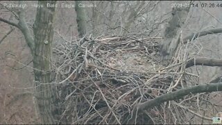 Hays Eagles Squirrel and Titmouse (bird) visit 2021 01 16 826AM