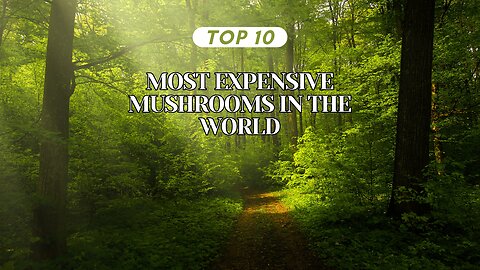 Most Expensive Mushrooms In The World