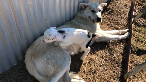 Goat and his dog