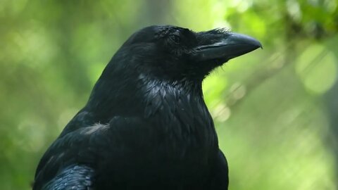 Common raven Corvus corax, also known as the northern raven, is a large all black passerine bird Fo