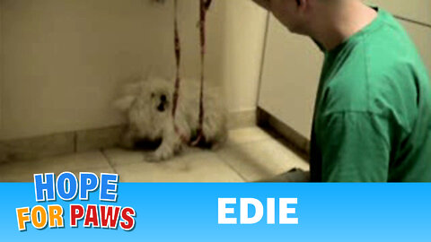 Edie - rescued an hour before euthanasia - Please share her story on Facebook/Twitter/Blog.