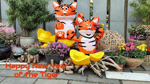 Happy New Year of the Tiger 🇹🇼 (2022-02-01)