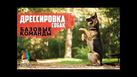 📹 Базовые команды в дрессировке собак