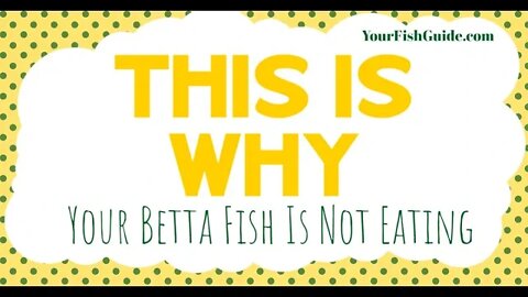 Your Betta Is Not Eating BECAUSE....