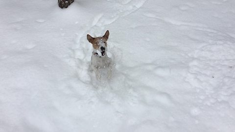 Dog clearly in doggy heaven with heavy snowfall