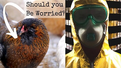 Avian Flu, What should Homesteaders or Anyone Else Do?