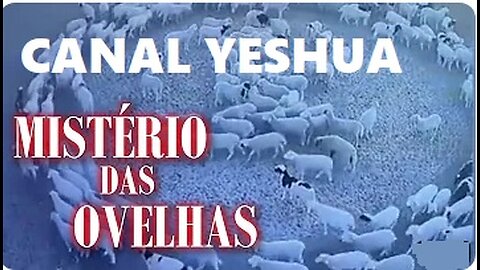 Descubra o mistério das ovelhas andando em círculo na China (Canal Yeshua)