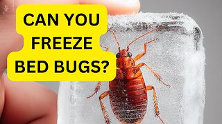 Can you freeze bed bugs to kill them?