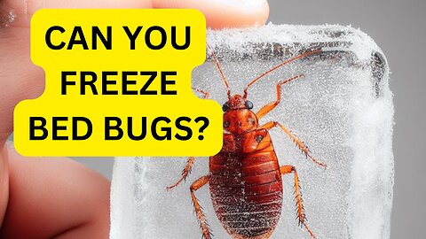 Can you freeze bed bugs to kill them?