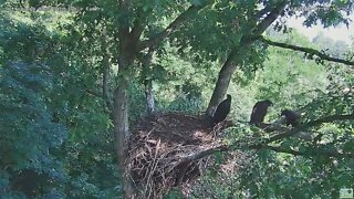 Hays Bald Eagles H17 picking Branch Leaves off the Limb 2022 06 01 0943am