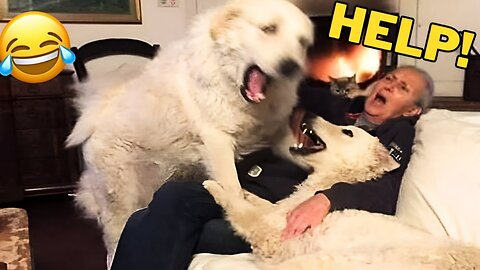 Funniest Cats And Dogs Videos 😁 Funny Animal Videos 2024 😸 Part 57