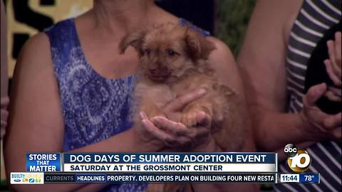 Find a pet at the Dog Days of Summer Mega Adoption Event