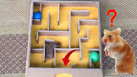 Funny Hamster Running in 6-level cardboard pyramid maze full of traps and mummies