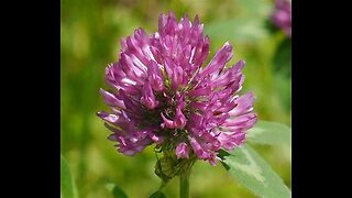 Red Clover Blossoms (Trifolium pratense)