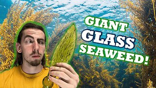 Making a Giant Seaweed Art Piece
