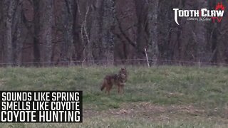 Sounds Like Spring Smells Like Coyote - Coyote Hunting