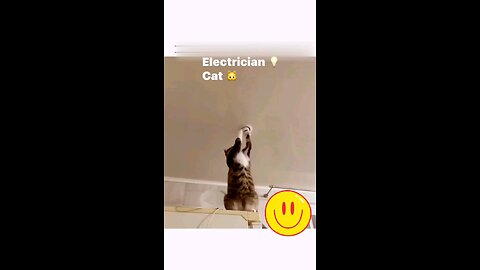 Mr. Electrician Cat 💡🐱