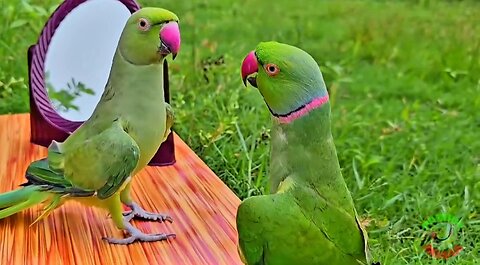 Amazing parrot compilation