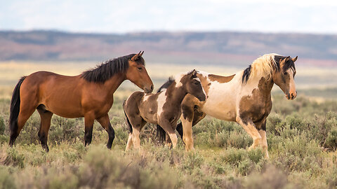 Part 5 Outtakes and Behind the Scenes Filming Wild Horses by Karen King