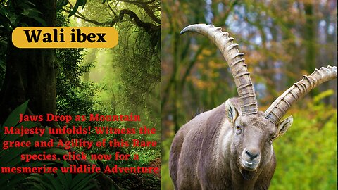 The Majestic Adventure of the Rare Wali Ibex | A Fascinating Wildlife Encounter sign