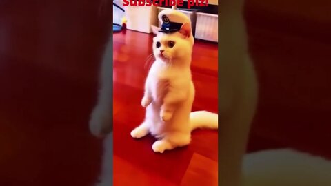 Cute Cat Funny Video @short @cutecat @cat @shorts @youtube @cute @funny @viral Full HD