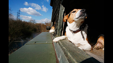 See farm dog's daily struggle to wake up and go to work