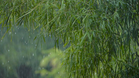 The Rain, Original Harp Solo by Cindy Blevins