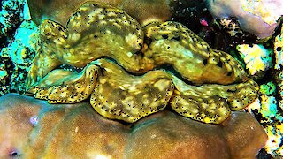 Giant clam looks like the world's biggest puckered lips