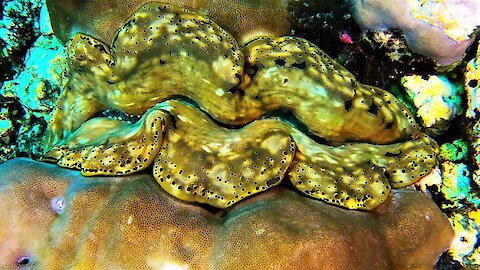 Giant clam looks like the world's biggest puckered lips