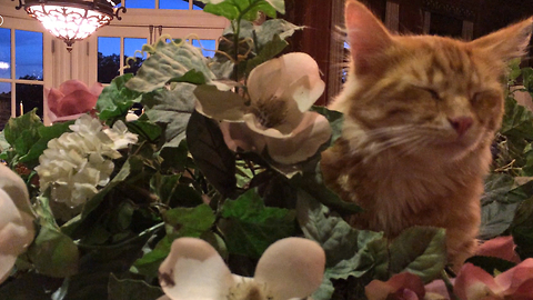 Funny Jack the cat hides in the flower bowl