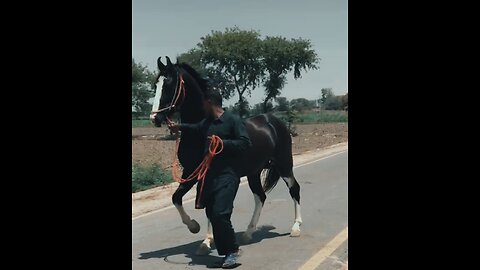 Horse MAHRAJ