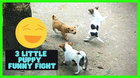 3 Little PUPPY Funny Fighting|#rumble|