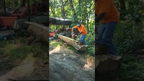 Husqvarna 455 rancher with a ripper chain and jig versus 14" oak tree.