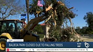 Balboa Park shut down after 24 large trees fell during wind gusts