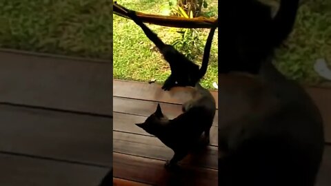 viral funny 3 cat vs monkey