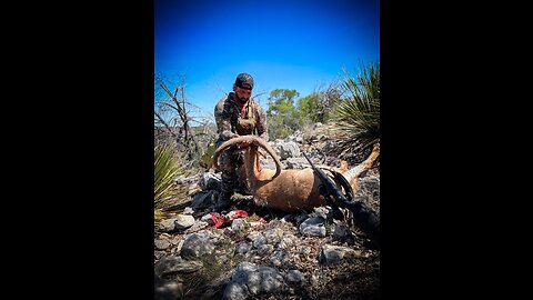 Texas Free Range Aoudad Hunt