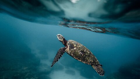 Harmony in Diversity: Celebrating International Day for Biological Abundance