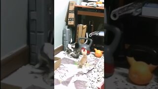 Try Not to Laugh Funny Kittens Fighting | Cute kittens @Cat Lovers