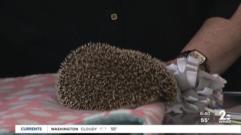 Maple the Hedgehog joins Good Morning Maryland